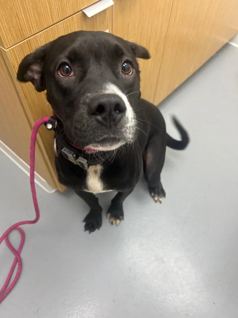 A baby medium-sized male Labrador Retriever dog named Von for adoption in Hartsville, SC