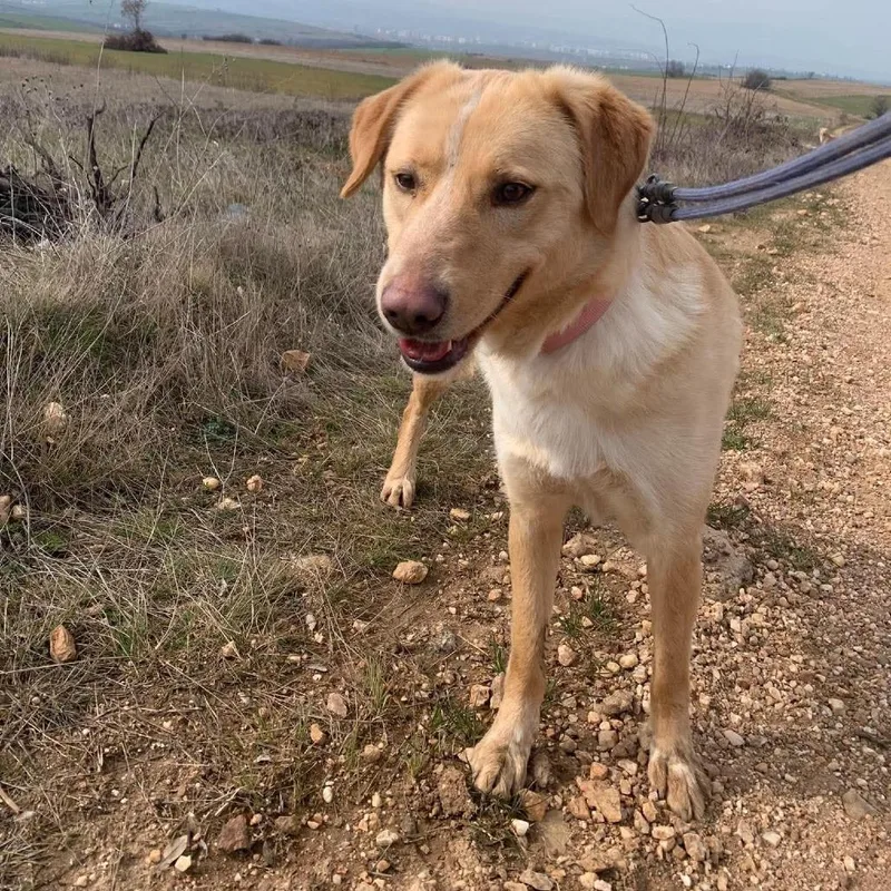 An adult medium-sized female Golden Yellow Labrador Retriever dog named Mae for adoption in Alexandria, VA