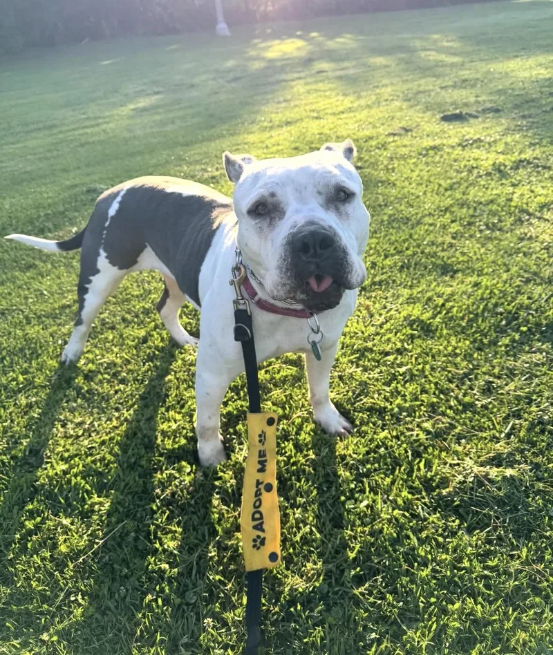 An adult medium-sized female Pit Bull Terrier dog named Freckles for adoption in Pasadena, CA