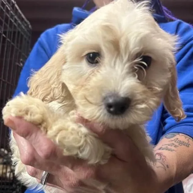 A baby small-sized female White / Cream Maltipoo dog named Rose for adoption in Vacaville, CA