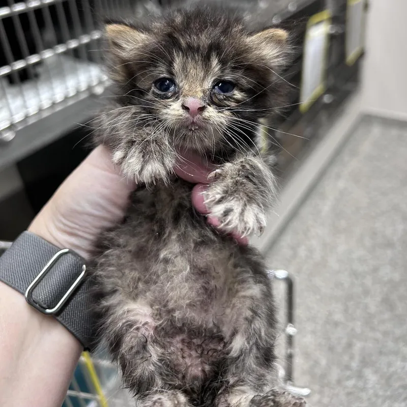 A baby small-sized male Domestic Short Hair cat named Garlic Knot for adoption in Morganton, NC