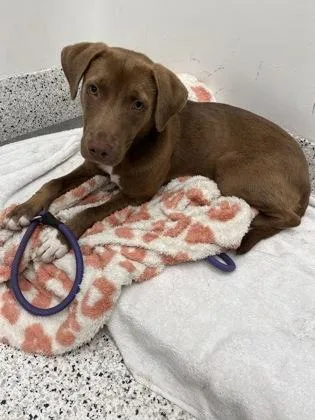 An adult medium-sized female Mixed Breed dog named Cho Cho for adoption in Atlanta, GA