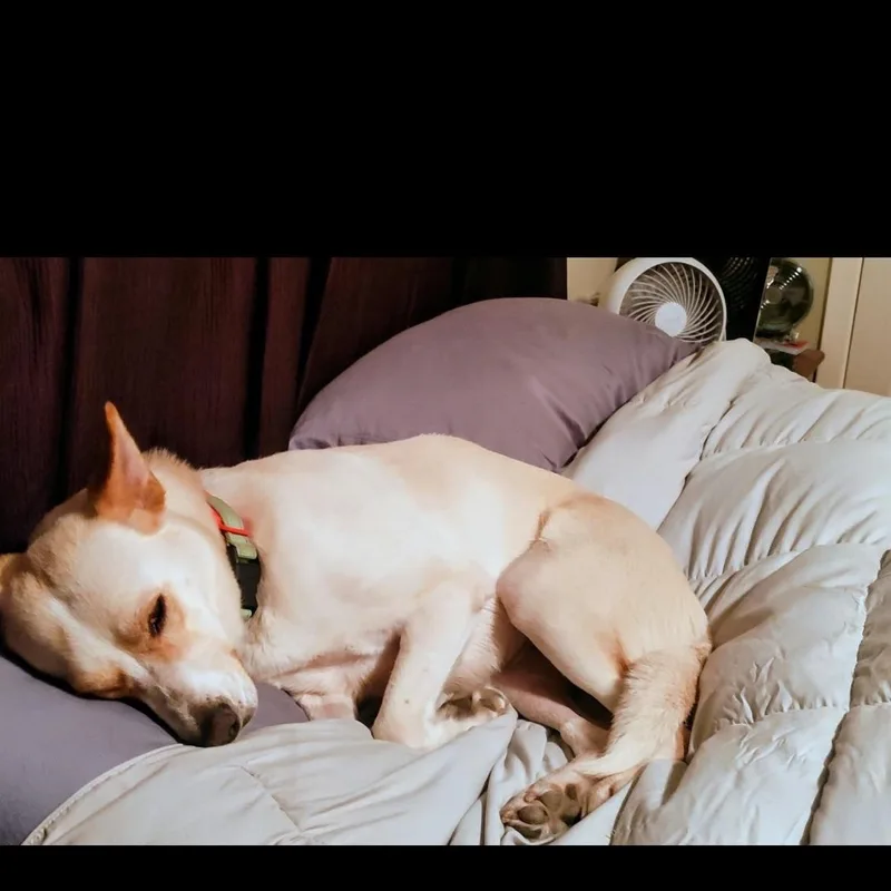An adult medium-sized female Yellow Labrador Retriever dog named Lady for adoption in Grand Rapids, MI