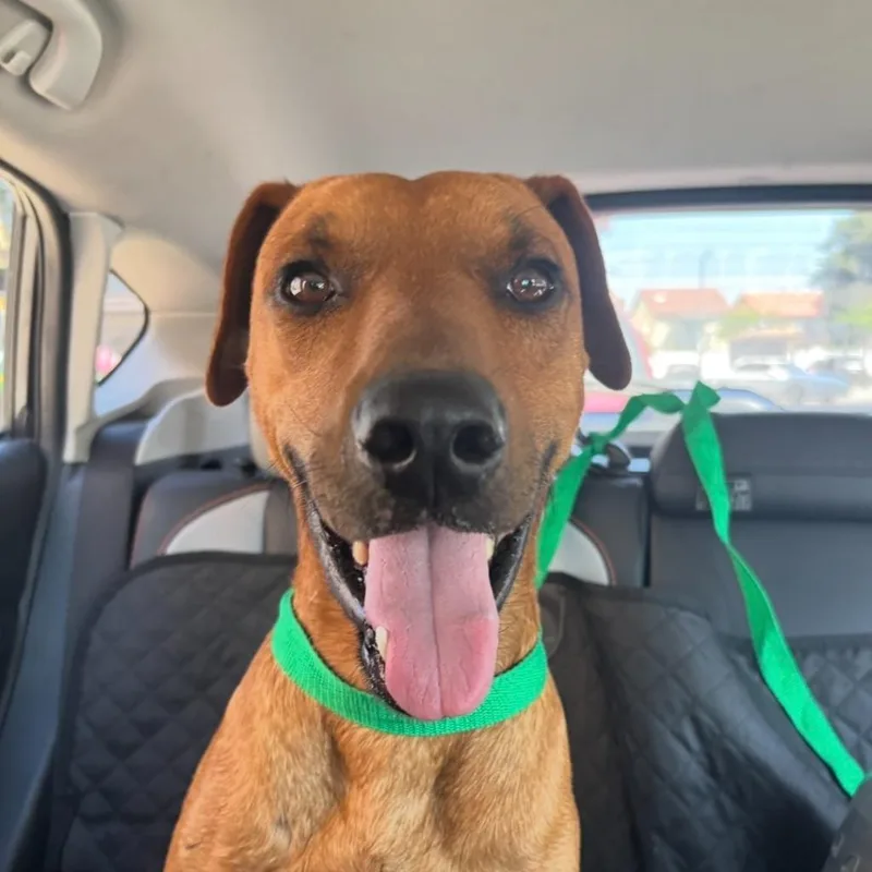 A young small-sized male Labrador Retriever dog named Astro for adoption in Los Angeles, CA