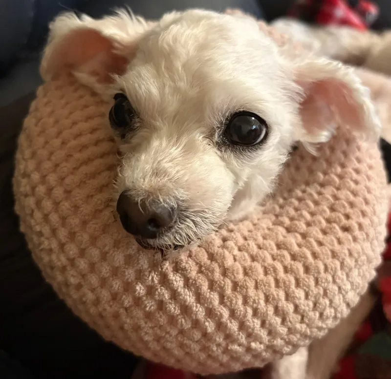 An adult small-sized female White / Cream Maltese dog named Bellamae for adoption in Covina, CA