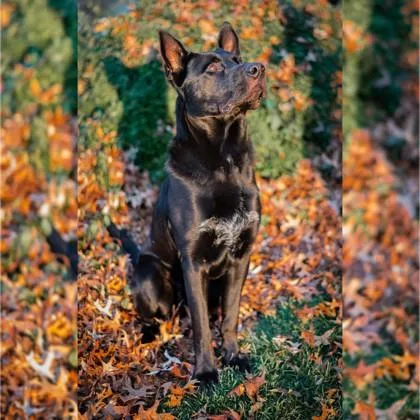 An adult extra large-sized male German Shepherd Dog dog named Dallas for adoption in Merriam, KS