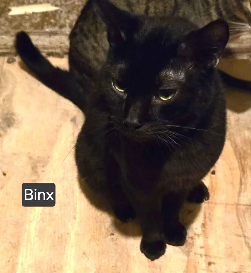 Binx