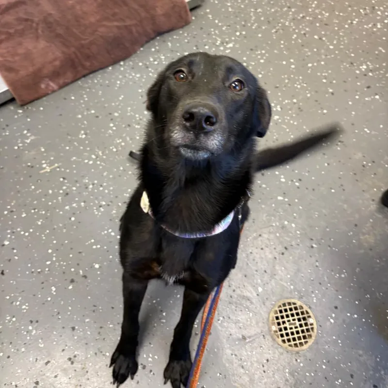 A senior medium-sized female Black Mixed Breed dog named Marcy for adoption in Columbiana, AL