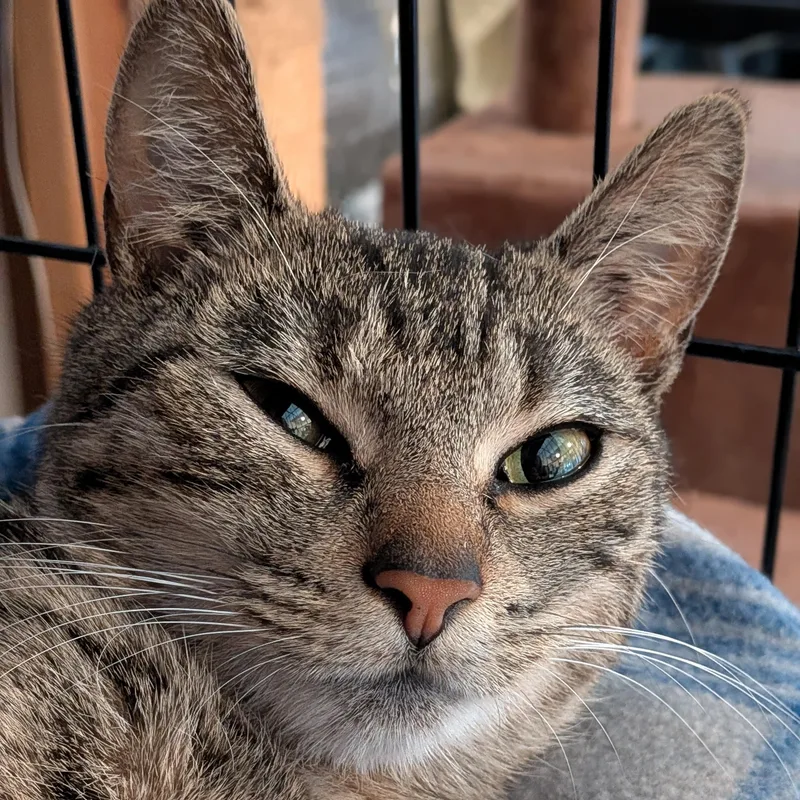 A baby small-sized female Tabby (Brown / Chocolate) Domestic Short Hair cat named Zoe for adoption in Newburgh, NY