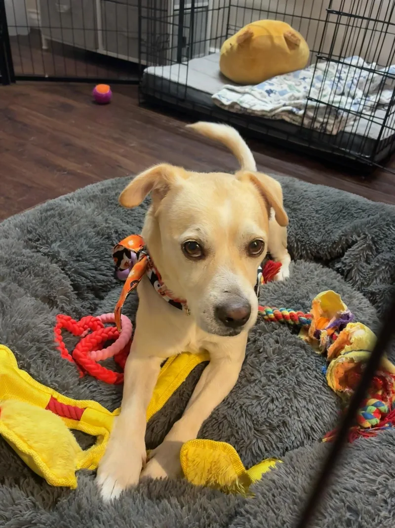 A senior medium-sized male Yellow / Tan / Blond / Fawn Labrador Retriever dog named Chester for adoption in LOS ANGELES, CA
