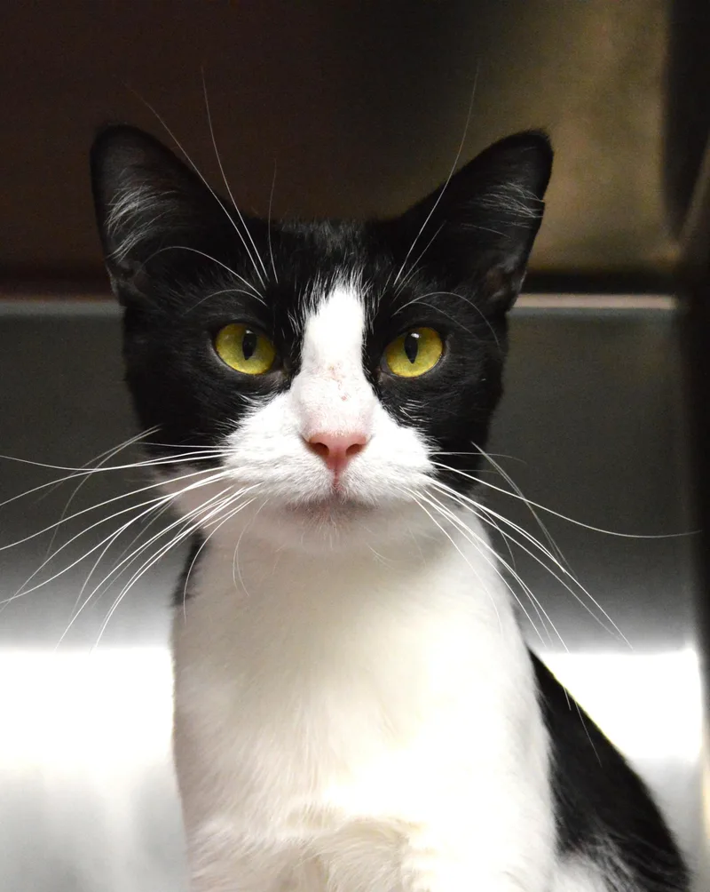 A young medium-sized female Black & White / Tuxedo Domestic Short Hair cat named Peony for adoption in House Springs, MO