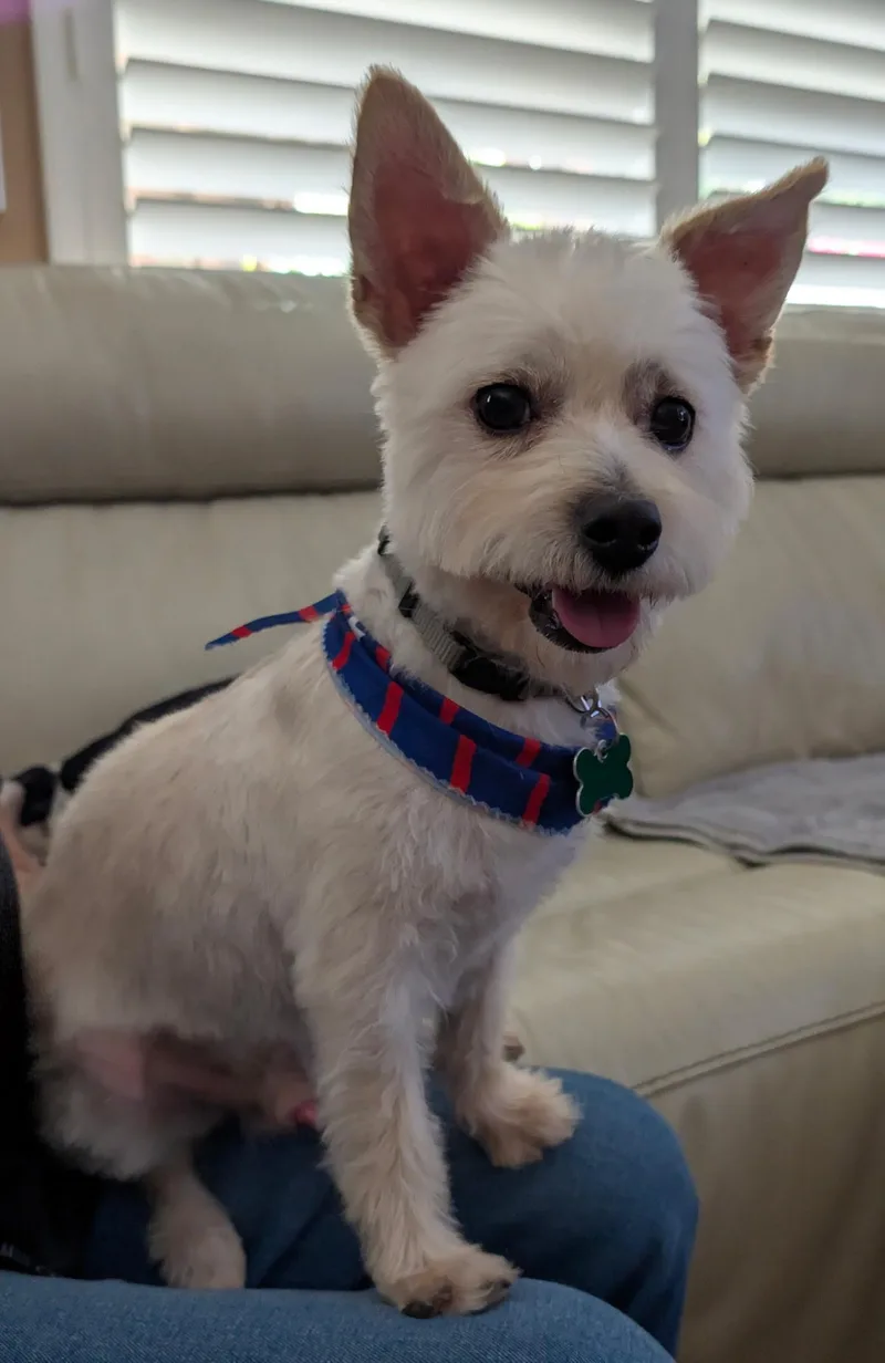 A young small-sized male West Highland White Terrier / Westie dog named Percy for adoption in Mission Viejo, CA