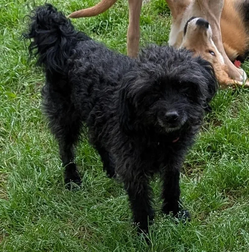Benson