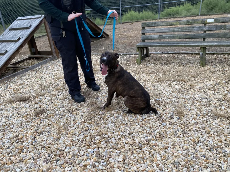 A young medium-sized male Brindle Belgian Shepherd / Malinois dog named Bowser for adoption in King George, VA