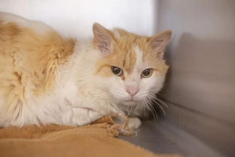 An adult medium-sized male Domestic Medium Hair cat named Cheddar Puff for adoption in Mountain Home, AR