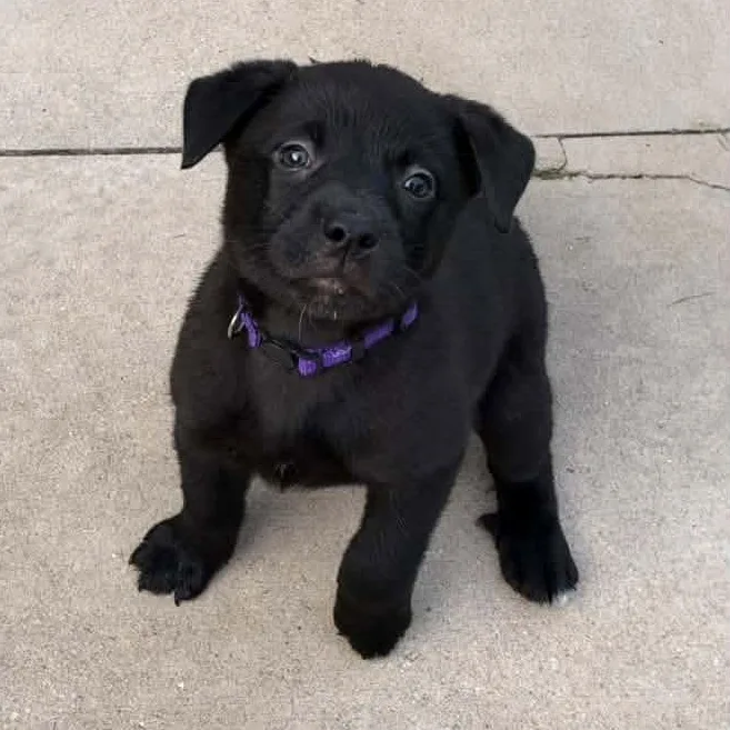 A young medium-sized female Mixed Breed dog named Donna Meagle for adoption in Racine, WI