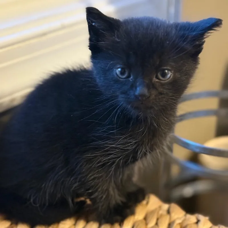 A baby small-sized male Domestic Short Hair cat named Cosmo for adoption in Pasadena , MD