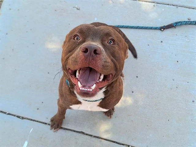 A young large-sized male Pit Bull Terrier dog named Pooka for adoption in Phoenix, AZ