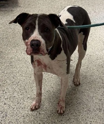 An adult large-sized female Gray / Blue / Silver Pit Bull Terrier dog named Lillith for adoption in Kansas City, MO