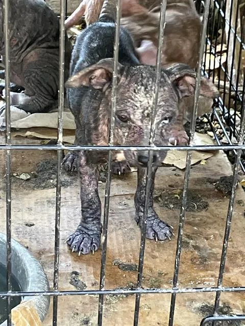 A baby small-sized female Mixed Breed dog named Ed for adoption in Dallas, TX