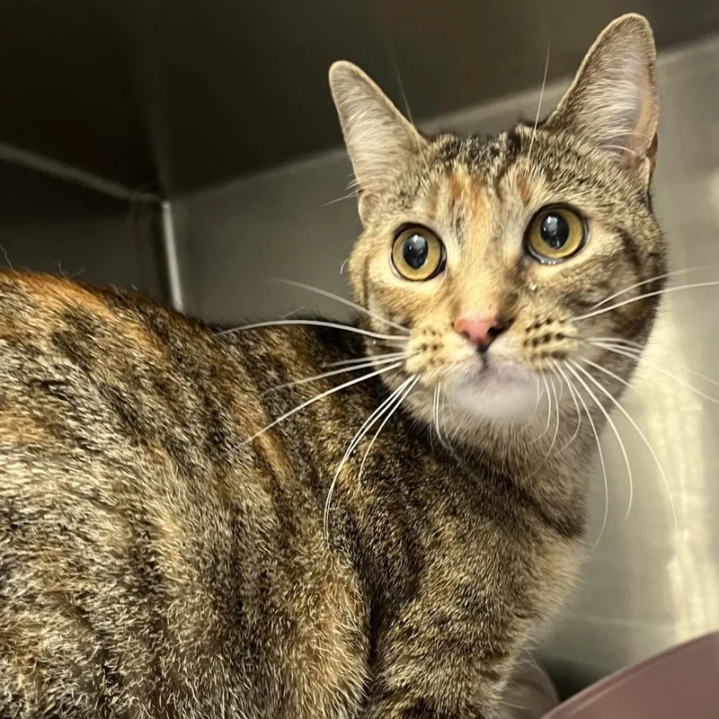 A young medium-sized female Tortoiseshell Domestic Short Hair cat named Asha for adoption in Oak Park, IL