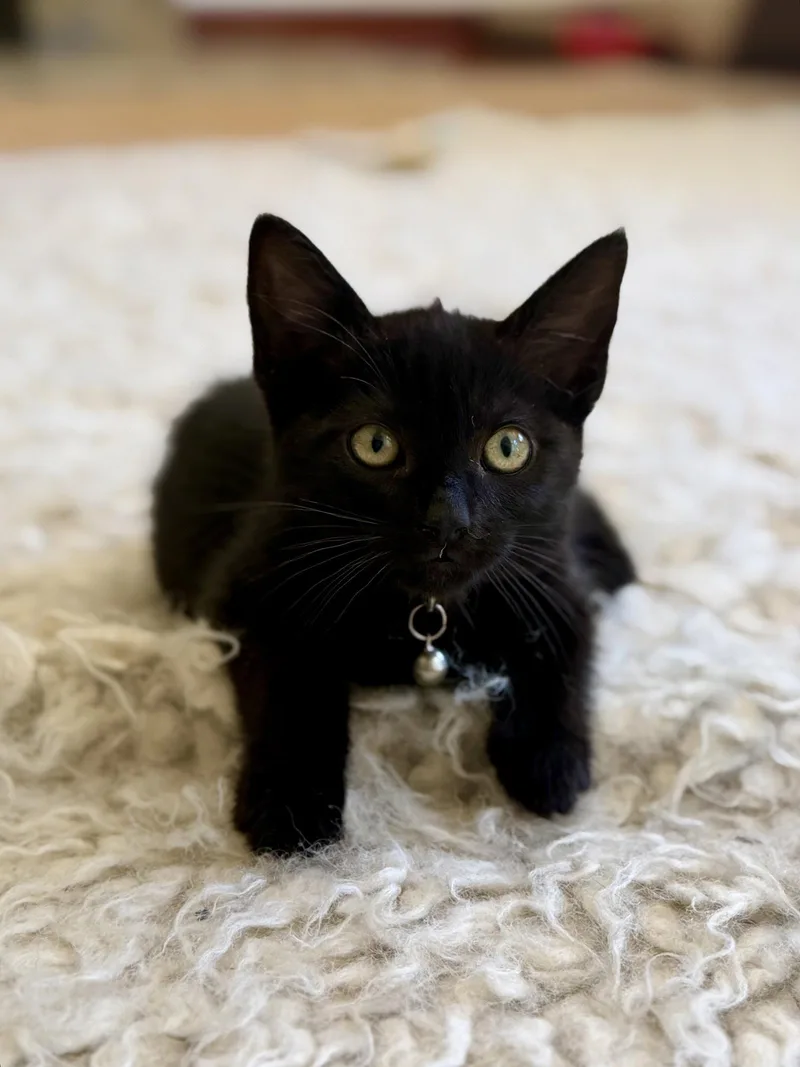 A baby medium-sized female Black Domestic Short Hair cat named Drusilla for adoption in San Jose, CA