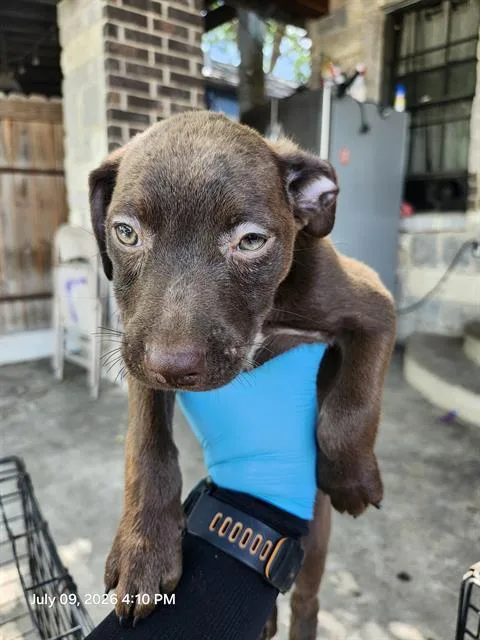 A baby small-sized female Terrier dog named Chiquis for adoption in San Antonio, TX
