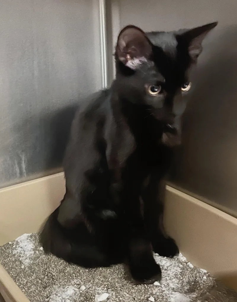 A baby medium-sized male Black Domestic Short Hair cat named Bourbon for adoption in Leavenworth, KS