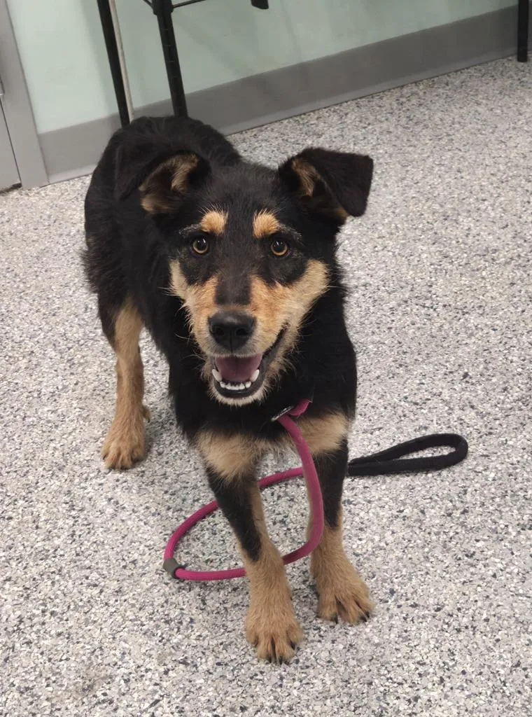 A baby medium-sized female Terrier dog named Maymay for adoption in Athens, TN