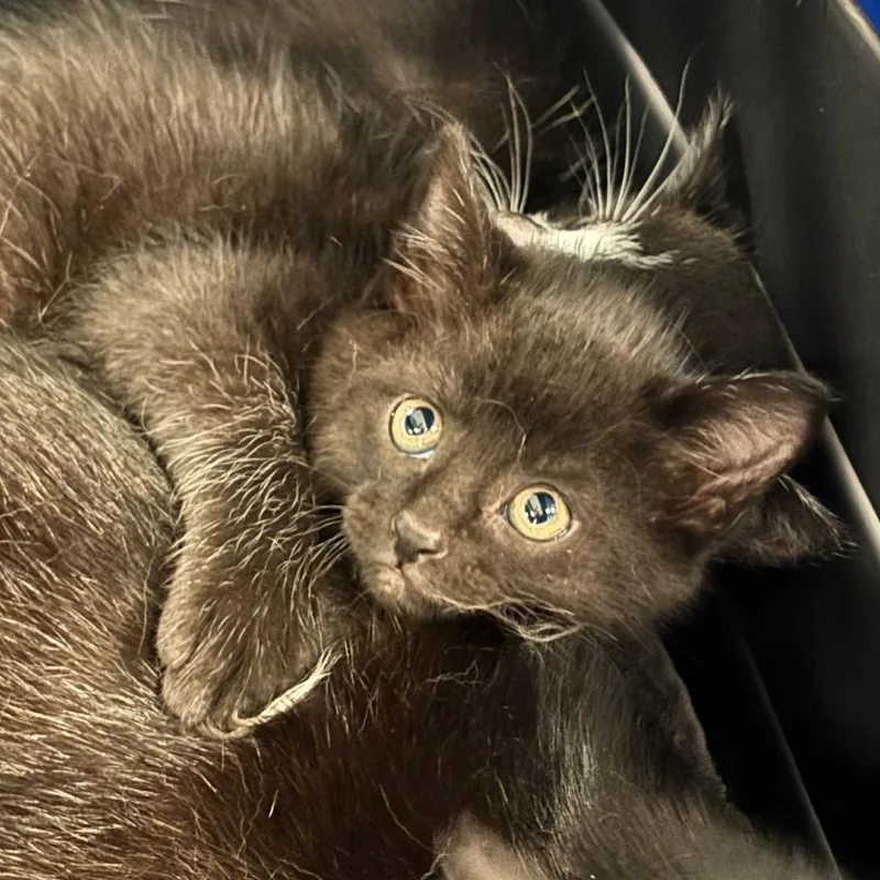 A baby small-sized female Black Domestic Short Hair cat named Tesehki for adoption in Manhattan, KS