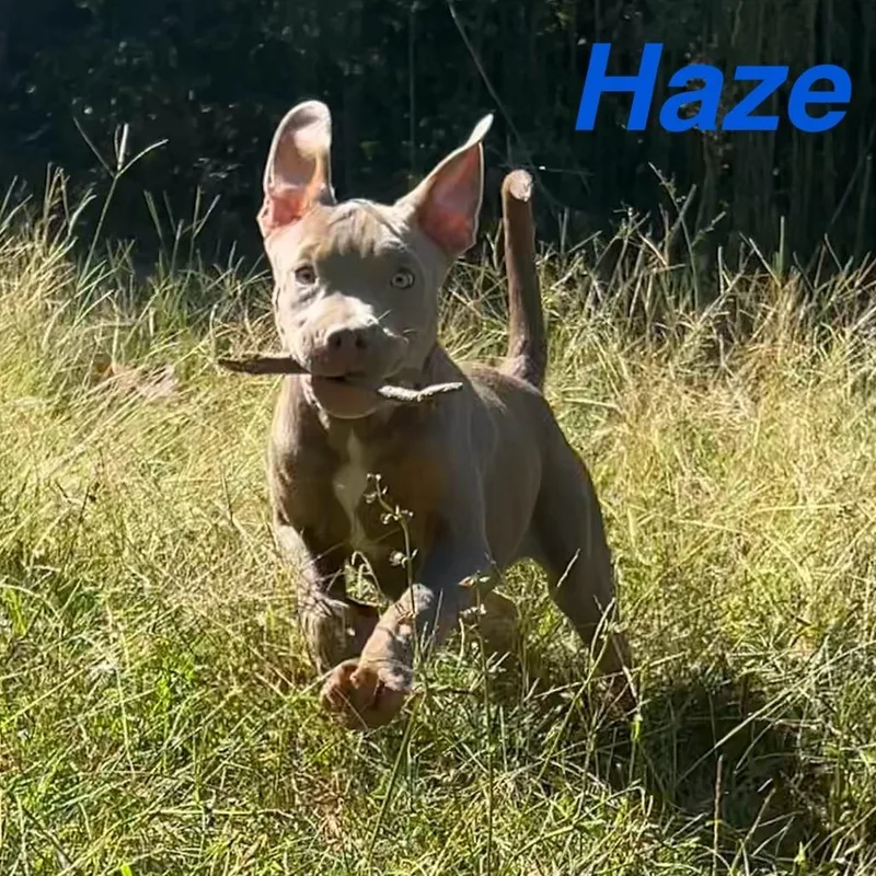 A baby small-sized male Pit Bull Terrier dog named Haze for adoption in Lynchburg, VA