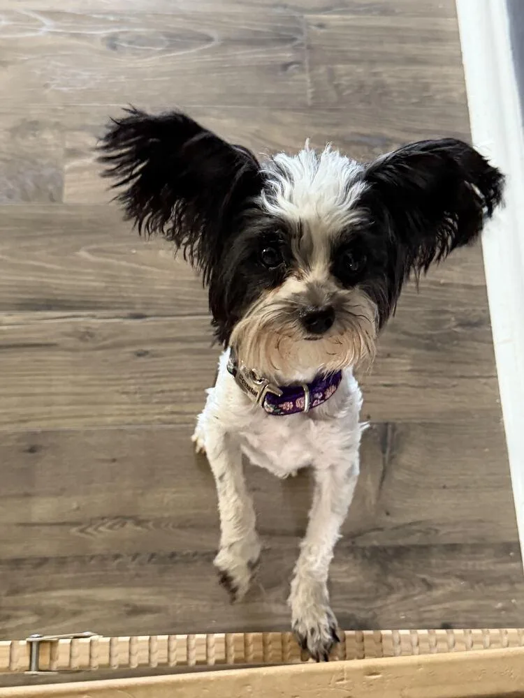 Coco thumbnail 3