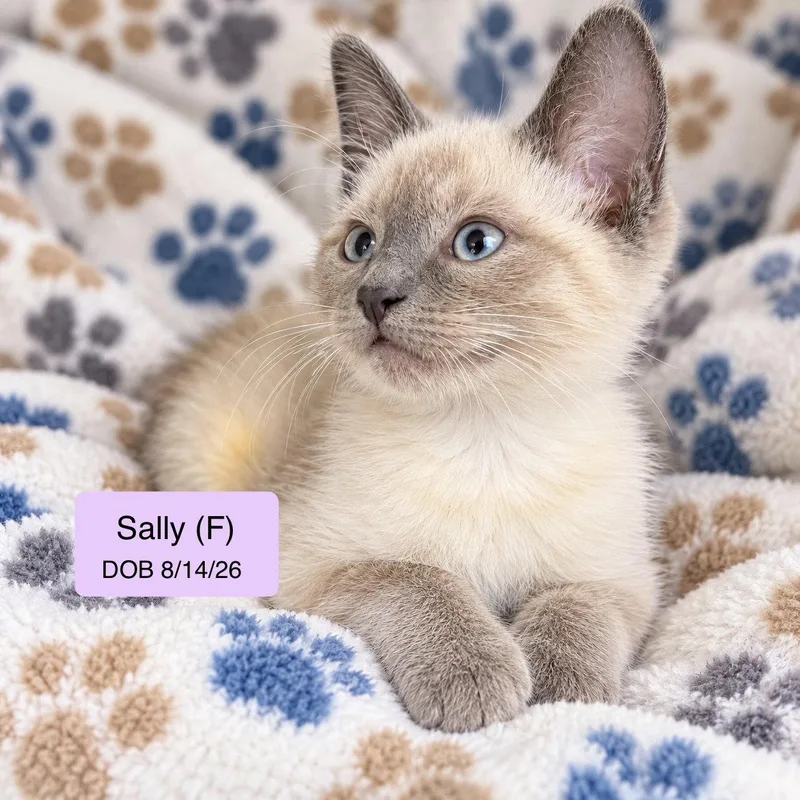 A baby medium-sized female Siamese cat named Sally for adoption in Vacaville, CA