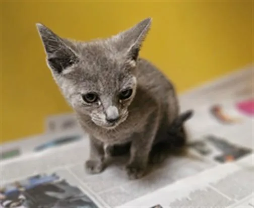 A baby small-sized male Domestic Short Hair cat named Misty for adoption in Los Angeles, CA