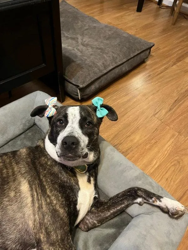 A baby medium-sized female American Staffordshire Terrier dog named Bella for adoption in Locust Grove, GA