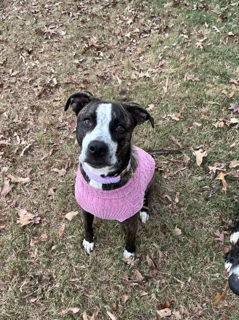 Bella thumbnail 2