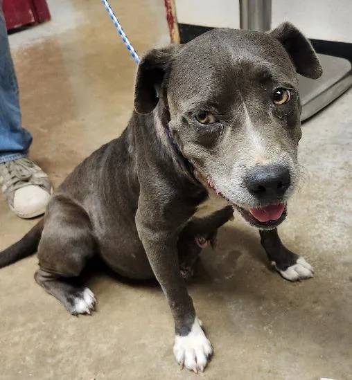 A senior medium-sized female Pit Bull Terrier dog named Baba Ghanoush for adoption in Lockhart, TX