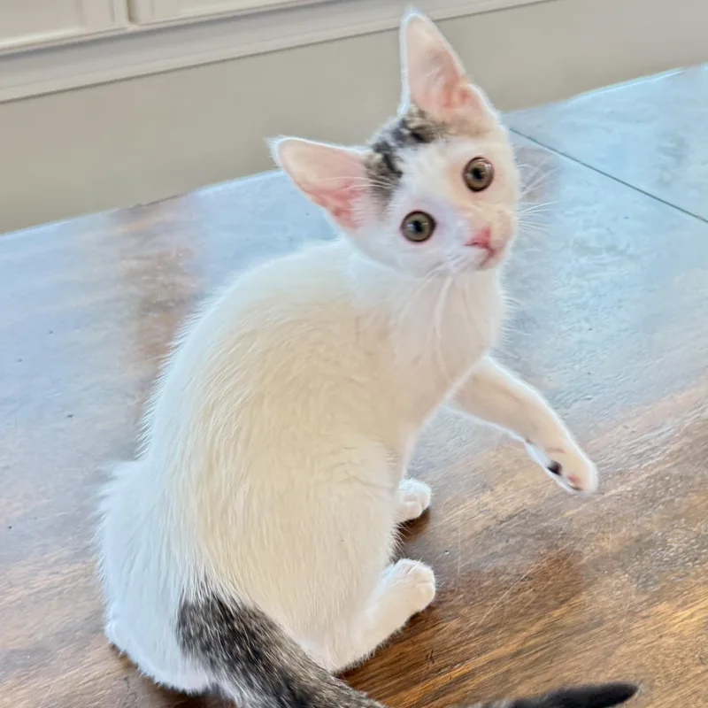 A baby medium-sized female White Domestic Short Hair cat named Cobble Hill for adoption in Richmond, VA