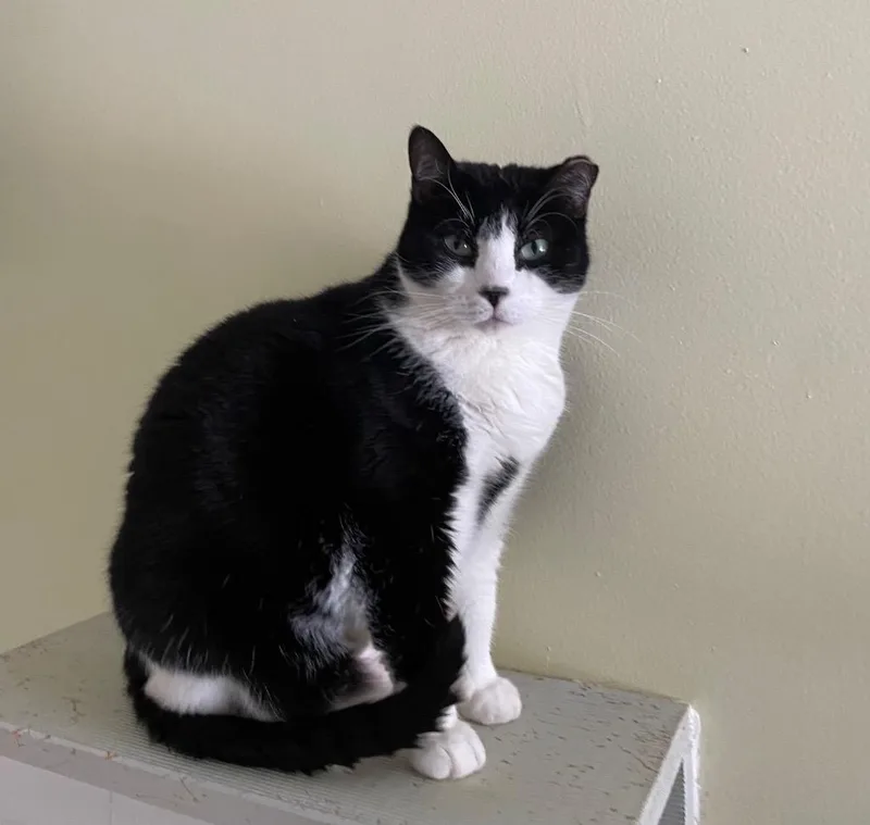 Peppermint thumbnail 2