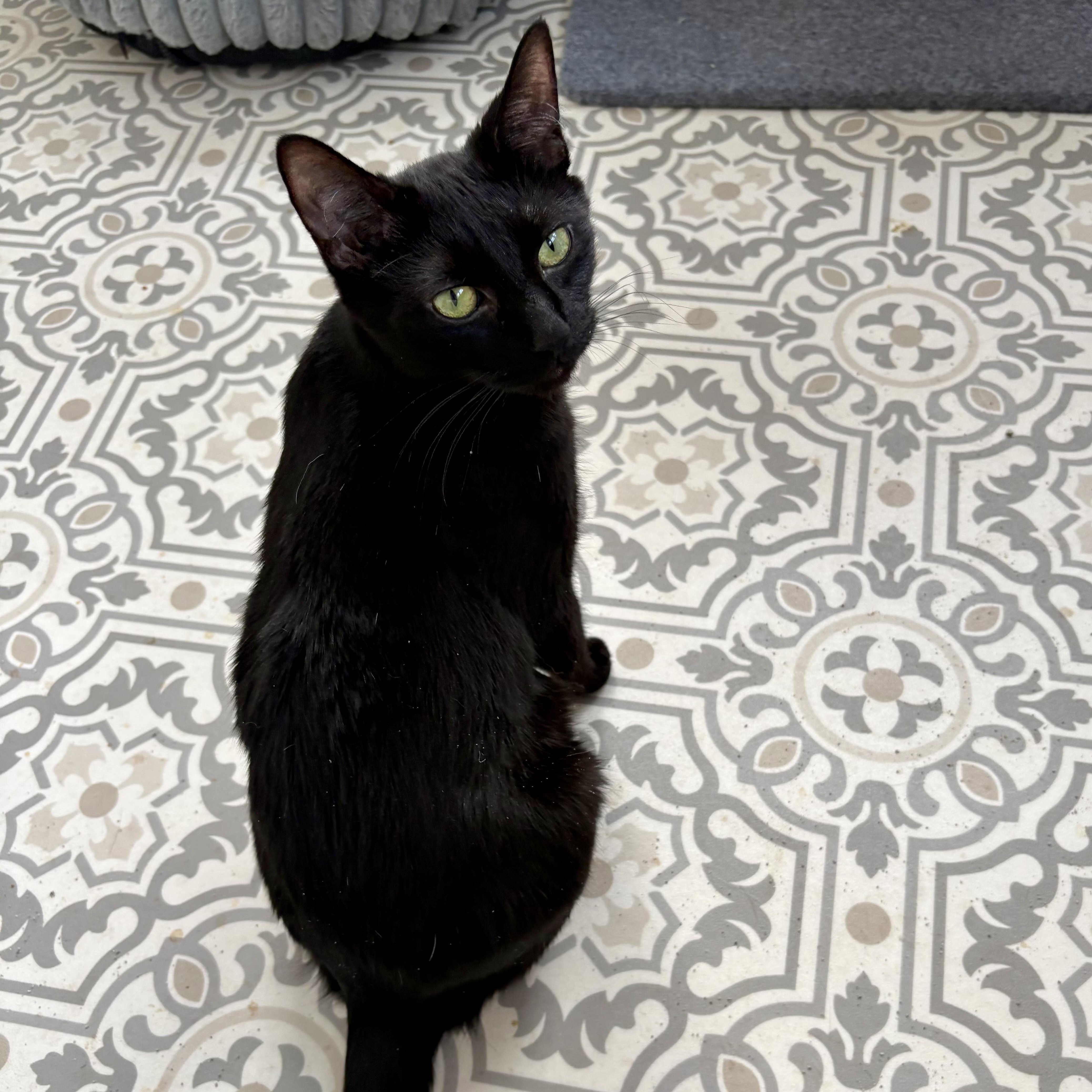 A young medium-sized female Black Domestic Short Hair cat named Tish for adoption in East Amherst, NY