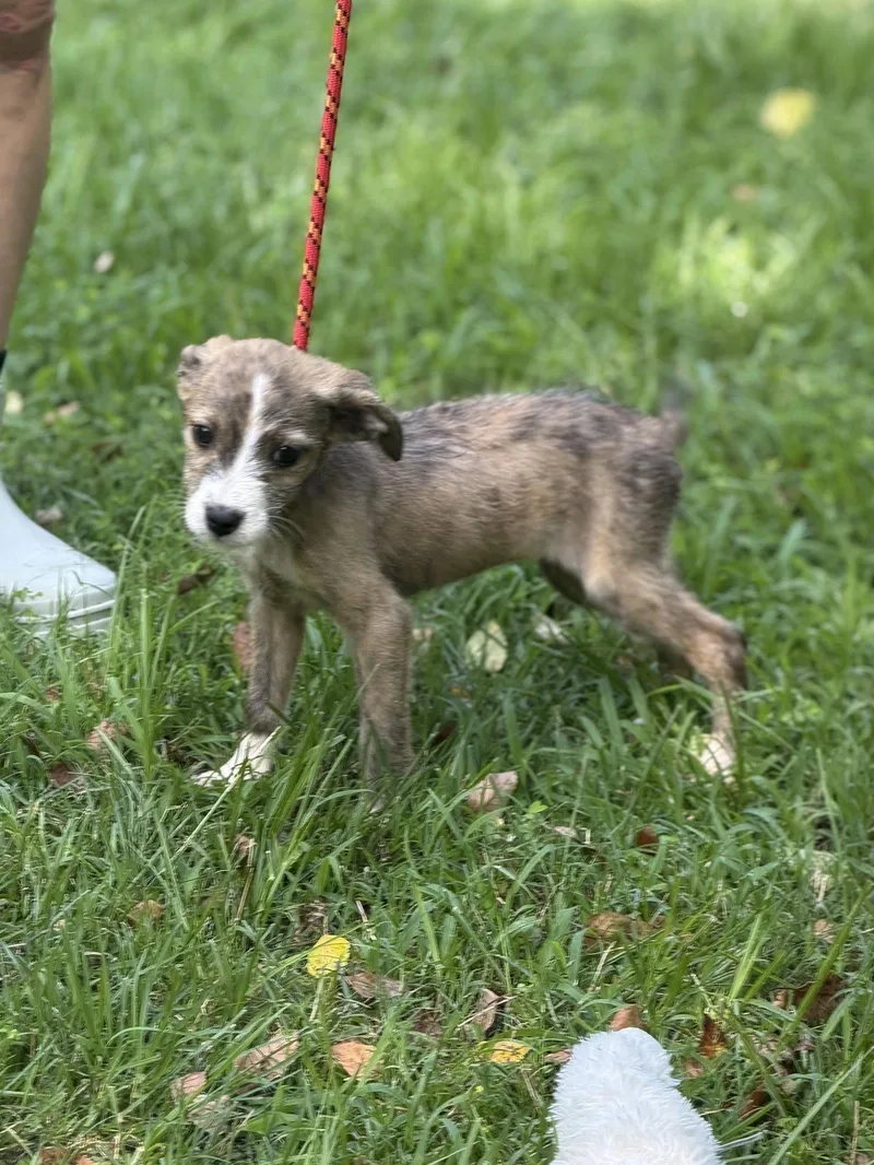 A baby medium-sized female Wire Fox Terrier dog named Pip for adoption in Locust Fork, AL