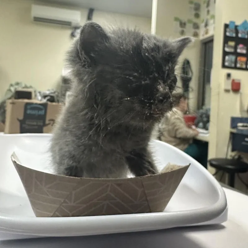 A baby small-sized female Gray / Blue / Silver Domestic Short Hair cat named Steel for adoption in Lynchburg, VA