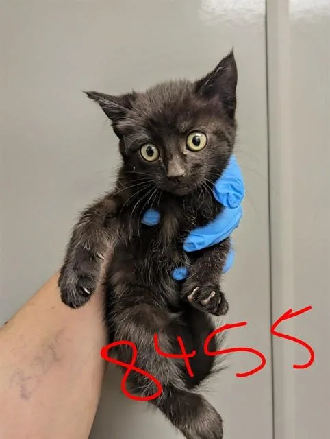 A baby small-sized female Domestic Short Hair cat named Jolene for adoption in Ontario, CA