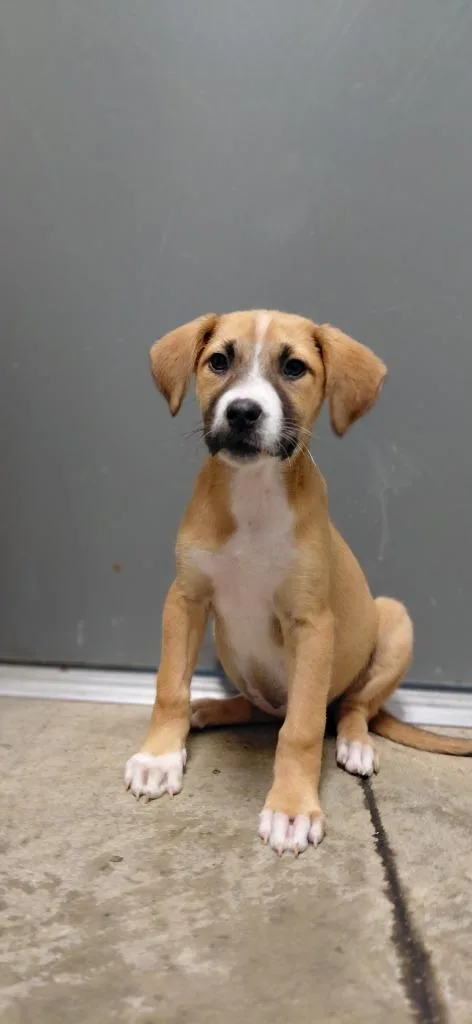 A baby small-sized female Mixed Breed dog named Nikki for adoption in Henderson, NC