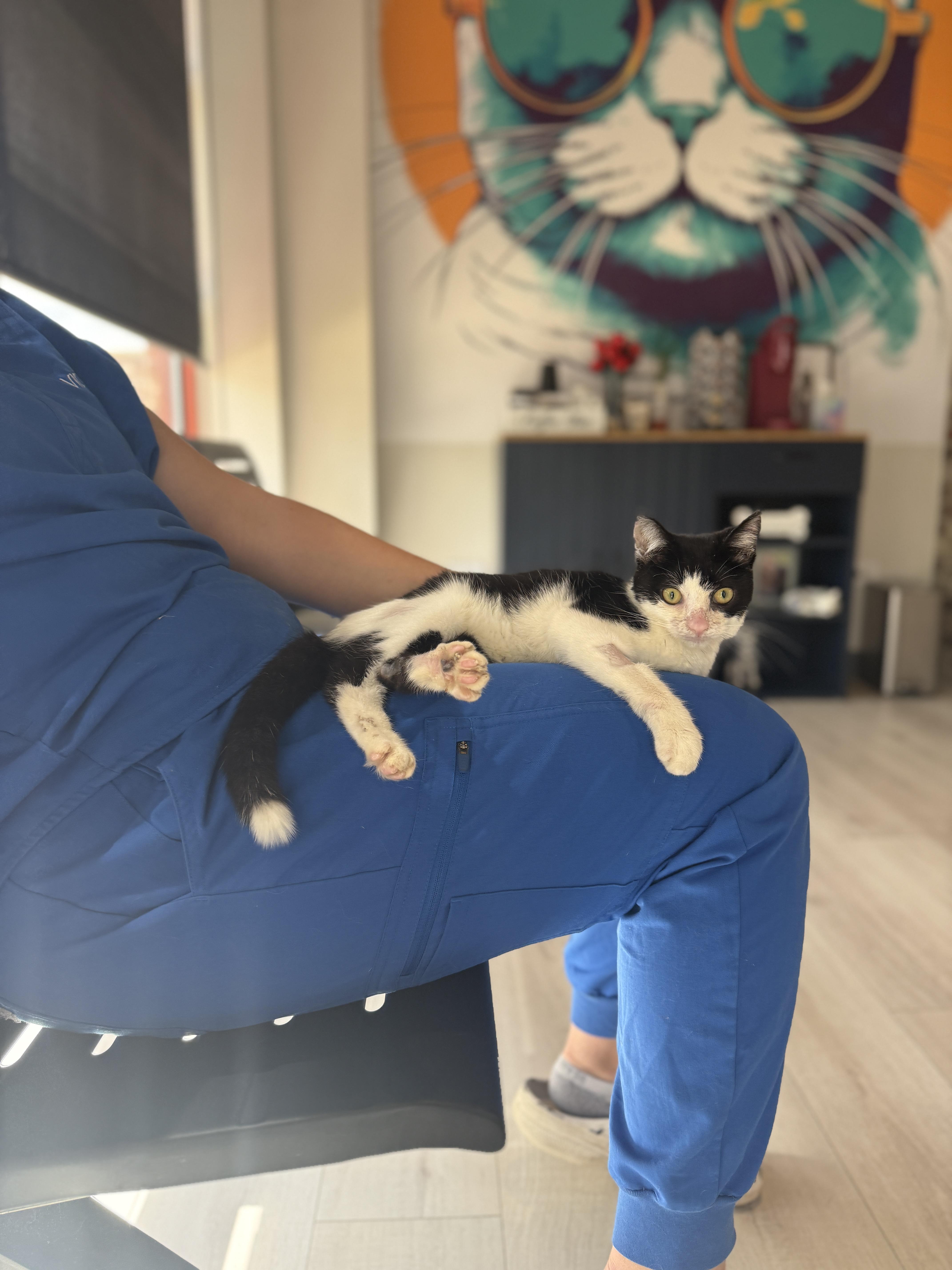 A young medium-sized female Domestic Short Hair cat named Francine for adoption in Chicago, IL