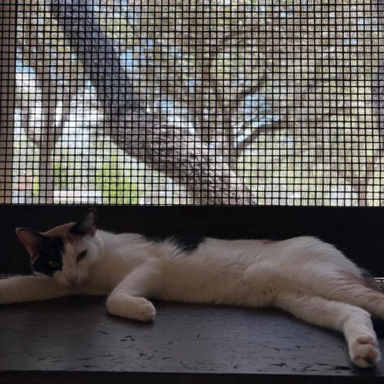 A senior small-sized female White Domestic Short Hair cat named Patches for adoption in Fulton, TX