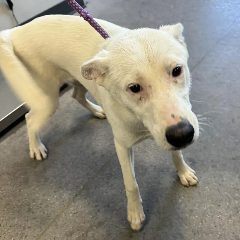 A young medium-sized female White / Cream Mixed Breed dog named 112008 for adoption in Las Cruces, NM