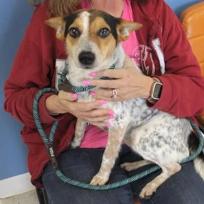 A young small-sized male White / Cream Terrier dog named Baby for adoption in Birmingham, AL