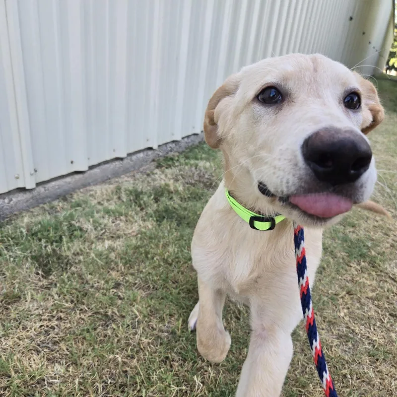 A baby medium-sized female Yellow / Tan / Blond / Fawn Retriever dog named Apricot for adoption in Mansfield, TX
