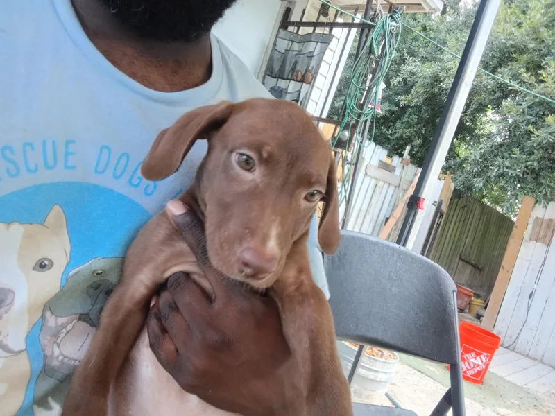 A baby medium-sized female Labrador Retriever dog named Sansa for adoption in Houston, TX
